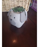 Animal Succulent Pot - €17,95 EUR