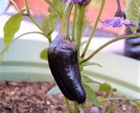 Sale 40 Seeds Purple Jalapeno Pepper Capsicum Annuum Hot Chili Vegetable... - £7.85 GBP