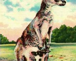 Vtg Linen Postcard Kangaroo and Young Unposted UNP - $3.91