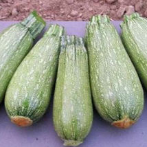 Gray Zucchini Summer Squash Non - Gmo Fresh Garden Harvest 20 Seeds - £3.35 GBP