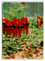 Sturt Pea Blooming Floral Emblem Australia Postcard - $5.95