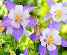 100 Seeds Blue Columbine Aquilegia Perennial Flower Heirloom Seeds Quick Growth - $8.35