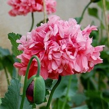 Best 100 Seeds Pink Poppy Flowers Garden Planting - £3.84 GBP