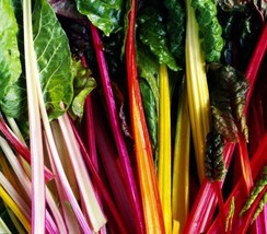 KKG Rainbow Swiss Chard Seeds Organic Seeds Fresh Garden - $7.89