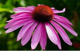 50 Seeds CONEFLOWER Echinacea Perennial Pollinator Cut Flowers Non-GMO  - £6.49 GBP