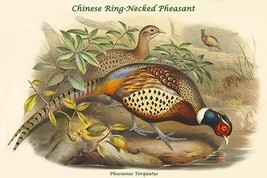Phasianus Torquatus - Chinese Ring-Necked Pheasant 20 x 30 Poster - £20.43 GBP