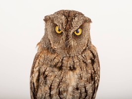 Stuffed Little Owl (Otus scops) Taxidermy standing Mount #2 With Paper D... - £258.43 GBP