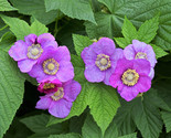 Sale 20 Seeds Purple Flowering Raspberry Thornless Edible Rubus Odoratus... - £7.89 GBP