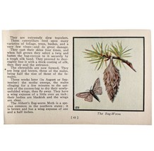 The Bag Worm Moth Print 1934 Butterflies Of America Antique Insect Art P... - $19.99