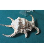 Shells Shells Shells Paperweight Vanity ON Stand Pick ONE (Numbers: 1- S... - $79.37