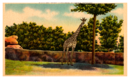 Giraffes at Forest Park Zoo St Louis Missouri Linen White Border Postcard - £3.13 GBP