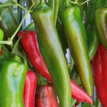 200 Seeds Anaheim Chili Pepper | Non-GMO | Fresh Garden Seeds - £12.55 GBP