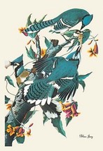 Blue Jay by John James Audubon - Art Print - £17.29 GBP+