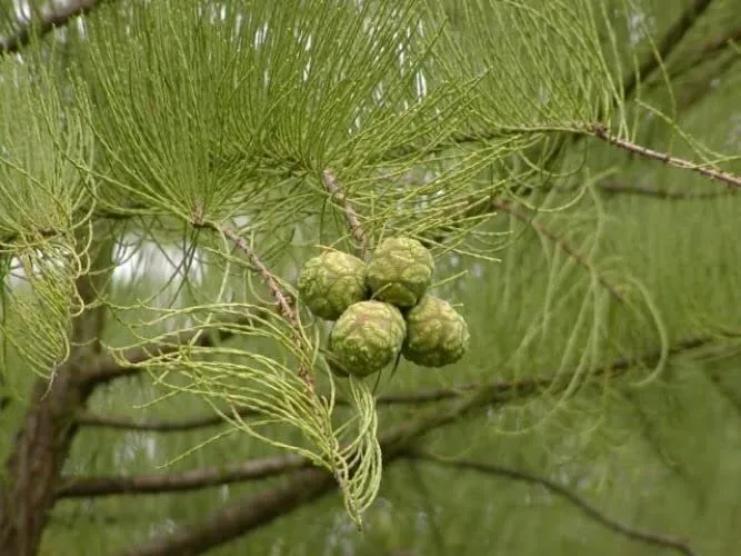 Pond Cypress 20 Live Trees Taxodium Ascendens - $123.94