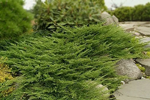 Prince of Wales Juniper 30 Live Plants Hardy - $134.63