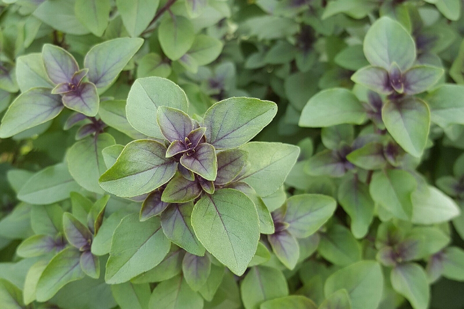200 Organic Holy Basil O. Sanctum Tulsi A Medicinal Herb &amp; Spice Seeds  - $9.38