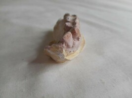 Vintage Cast Dental Teeth Mold  Tooth Castings Medical Oddity #14 - $702.36 MXN