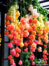 Fresh 25 Rainbow Weeping Begonia Seeds for Garden - €6,88 EUR