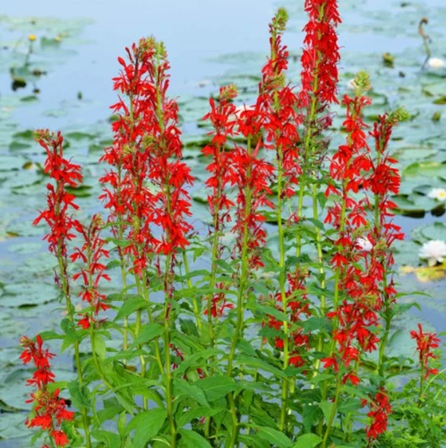 1000 Seeds Cardinal Flower Red Seeds Non-GMO  - $5.99