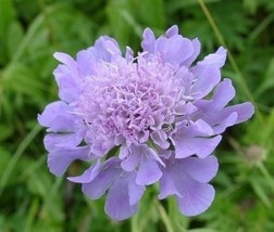 25 Lilac Scabiosa Pincushion Seeds Flower Perennial - £13.85 GBP