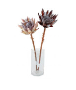 Dried King Protea Flower - 2 Colors 50cm - £31.87 GBP