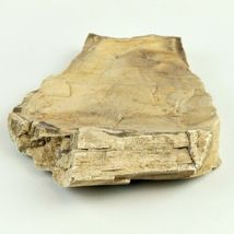 Petrified Wood South Dakota  13.7 oz. 6” x 5" x .75" Wooden Rock Stone image 5