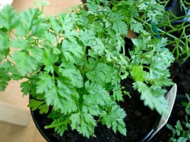 Chervil Seeds- 100 Seeds -French Parsley- Garden Usa Shipping - $10.58