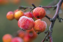 LOST TAG crabapple apple tree seedling fruit very hardy edible Live Plant - £29.49 GBP