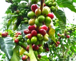 Coffea Arabica (Arabian Coffee Tree) 10 seeds - £1.51 GBP