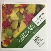 Double Play Candy Corn® Spirea 1 gallon PP28313 image 5
