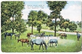 Kentucky Postcard Typical Stock Farm in Blue Grass State Old Kentucky K46 Kropp - £1.71 GBP