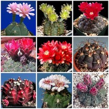 10 pcs Gymnocalycium Mixed seeds Rare Cactus Succulent Plants FROM GARDEN - £5.17 GBP