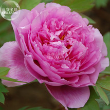 Peony Chinese Rose Typed Rose Pink Flower Seeds 5 Seeds Fragrant Big Blo... - $8.97