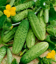 1/4 Oz Cucumber Seeds Boston Pickling Seeds Pickles 250Ct Fast Ship USA ... - $12.48