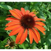 200+ Orange Coneflower Daisy Seeds | Vibrant Garden Flowers for Pollinators - $16.50