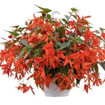 15 Pelleted Seeds Boliviensis Begonia F1 Groovy Orange Begonia Seeds - £23.92 GBP