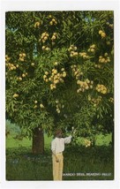 Mango Tree Bearing Fruit Postcard by Duperly Jamaica  - £9.49 GBP