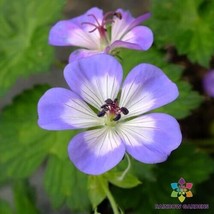 25+ Buxtons Blue Geranium Seeds - $8.48