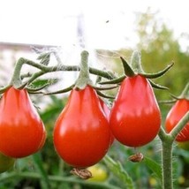 New Fresh Seeds 150 Red Pear Tomato Seeds Flavorful - $4.78