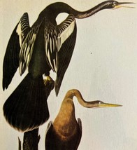 Water Turkey Bird 1946 Color Art Print John James Audubon Nature DWV2K - $386.56 MXN