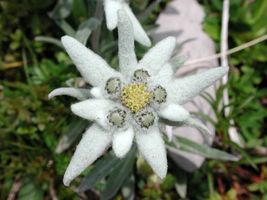 50 Seeds EDELWEISS Leontopodium Alpinum Flower - $17.05