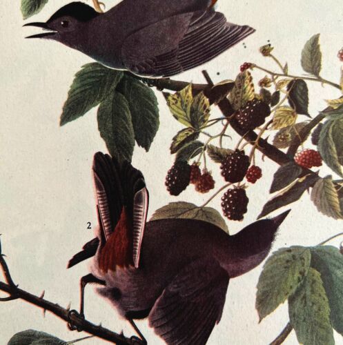 Gray Catbird Bird 1946 Color Art Print John James Audubon Nature DWV2H - $29.99