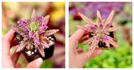 2&quot; pot Kalanchoe Pink Butterflies Live Succulents Plants - £27.48 GBP