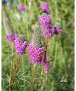 Clover Purple Prairie Legume Honey Bees Pollinators 2000 Seeds Easy To G... - $204.81 MXN