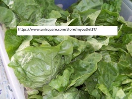 Buttercrunch Lettuce Seeds - Vegetable Seeds - BOGO - £0.77 GBP