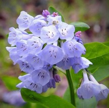 SEPTH Mertensia Virginica | Virginia Bluebells | Virginia Cowslip | 10_Seeds - £19.06 GBP