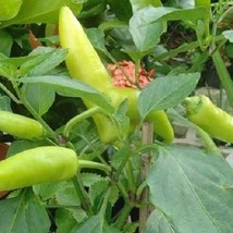 Pepper Sweet Hungarian Wax 300 Hot Pepper Garden Heirloom Fresh Seeds USA Seller - $15.79