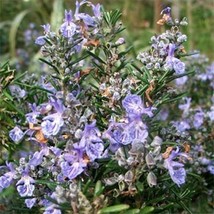 Rosemary 50 Seeds - $8.99