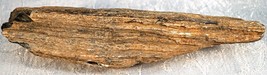 Petrified Wood Limb Cast from Oregon 8 Inches long Weighs 14.6 ounces - £10.65 GBP