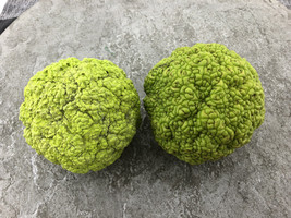 Hedge Apple Osage Orange Tree Seeds Horse Apple Monkey Maclura Ball Size... - $4.95+